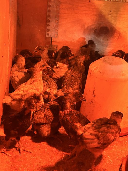 Vand puicute ouatoare 7 saptamani