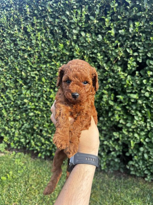 Мини пудел момичета и момче / Mini Poodle Girls and Boys