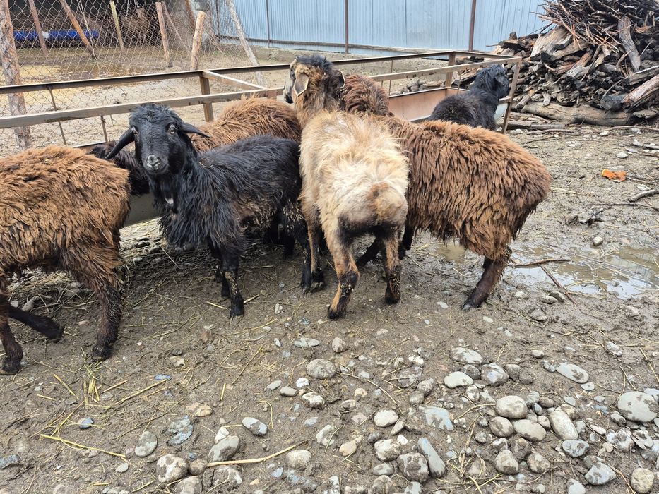 Токты кошкар тоқты қошқар