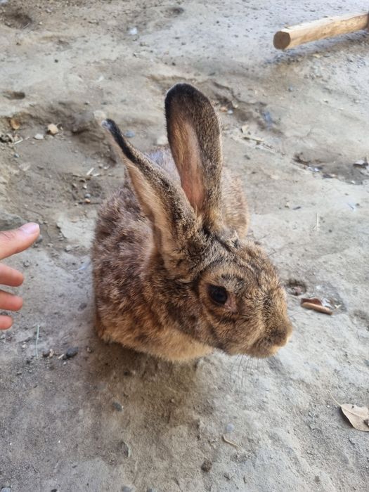 Sotiladi gibrid quyonlar yes ichishlari yaxshi