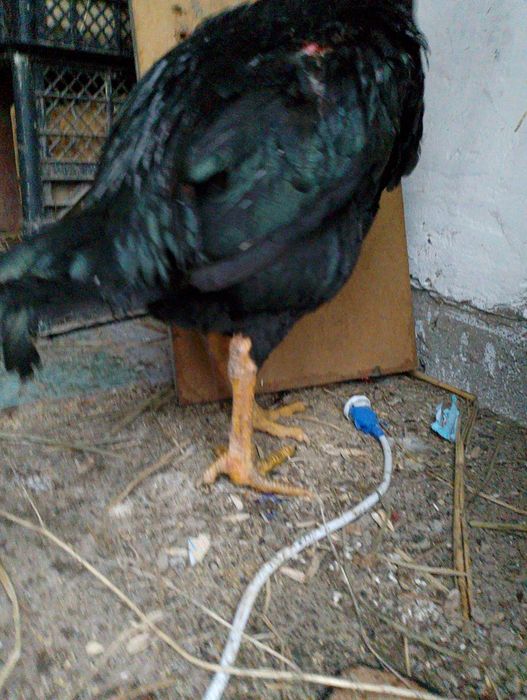 Дакн бойтсовскии