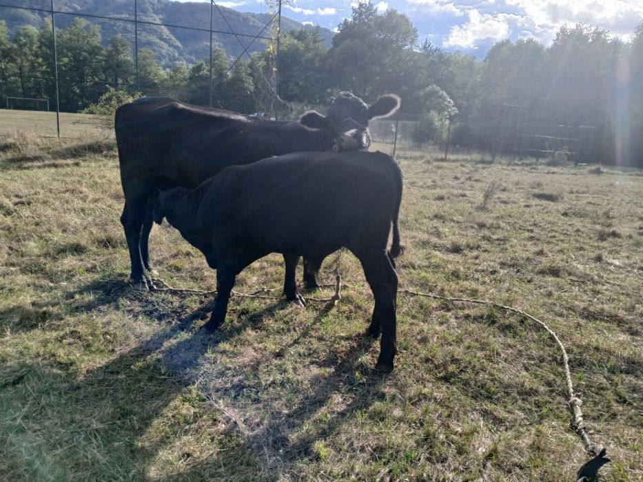 Vind vaca angus cu vitel angus mascul de