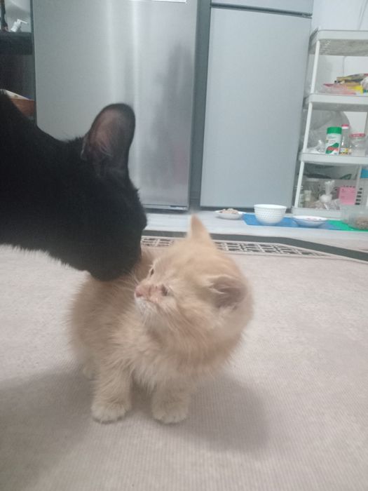 Котенок  девочка 2 мес