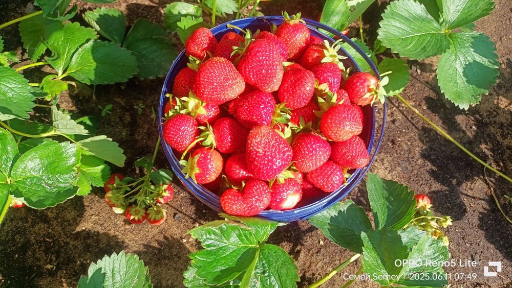 Рассада клубники клери