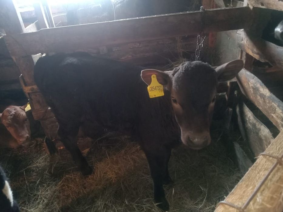Продам бычка 1 месяц