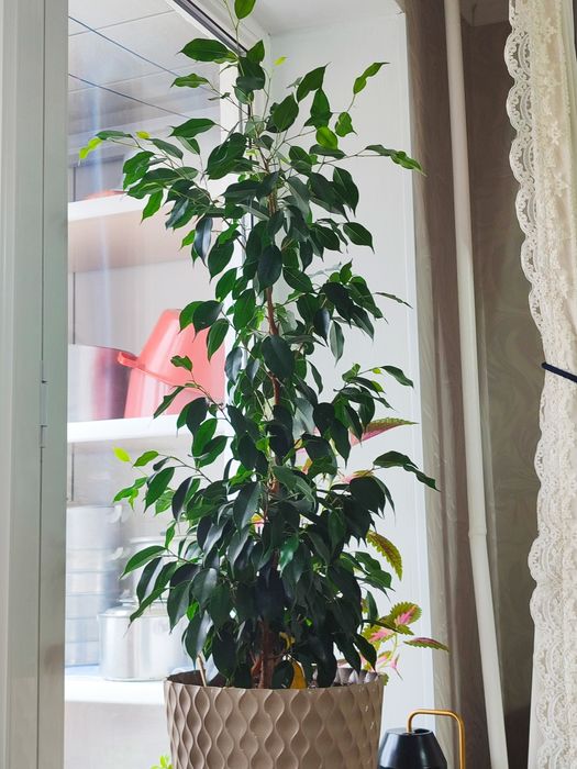 Комнатные растения