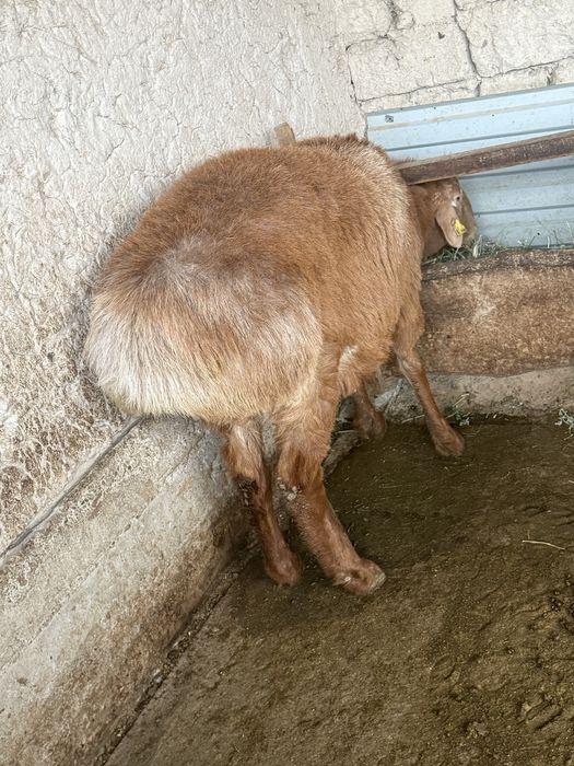 Срочно семиз коилар сатылады