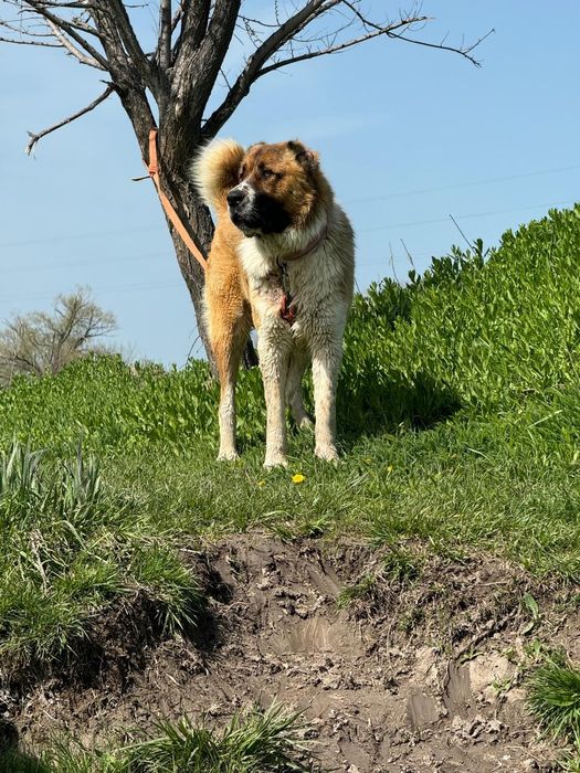 Молодой төбет сатылады