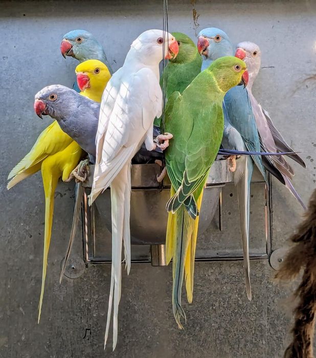 Papagal Micul Alexandru opalin Alexander