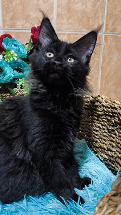 ШИКАРНЫЕ- ЧЁРНЫЕ ( детки ) Мейн кунов