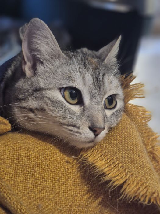 Красавица в любящую семью