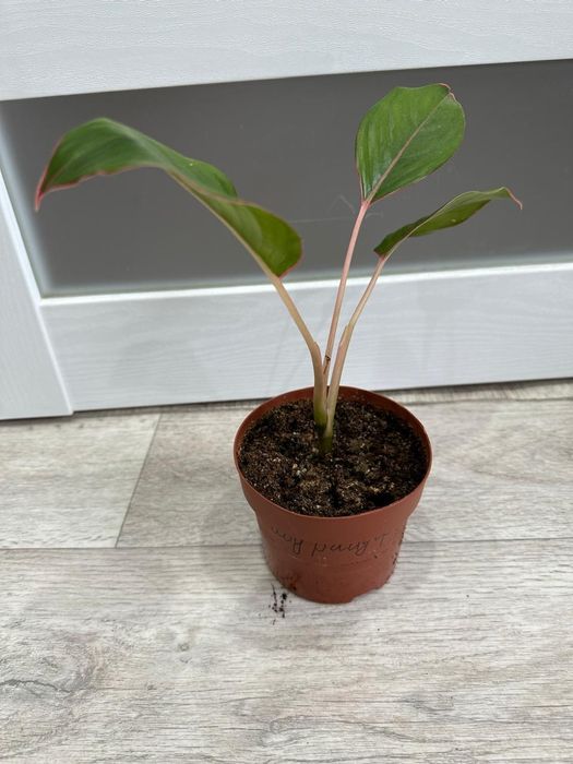 Продаются  цветы