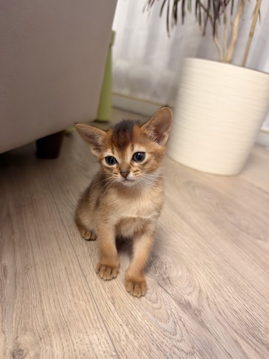 Абиссинские котята