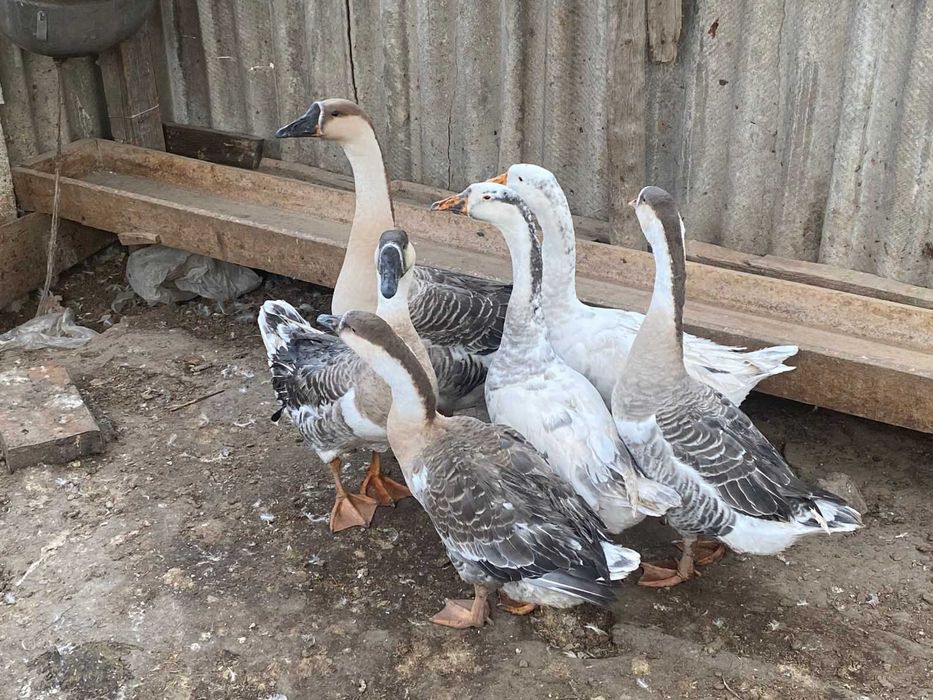 Продам домашних гусей