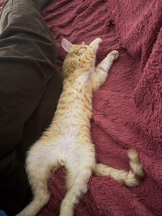 Отдадим в хорошие руки