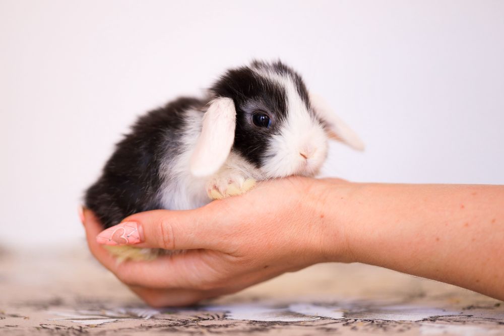 Белые кролики из питомника