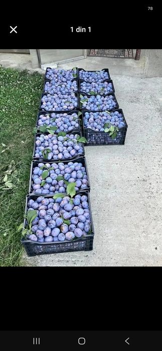 Vannd prune pentru tuica pălinca