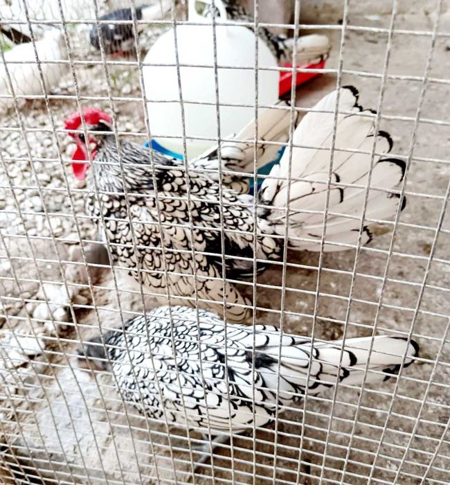 Яйца от Сребърен зибрайт