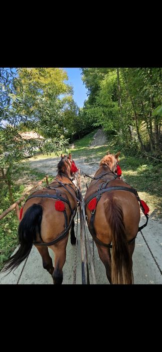 Cai Pereche de Vanzare