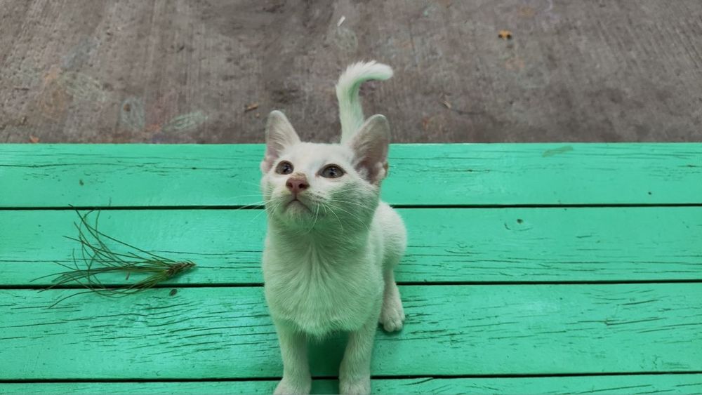 Котенок - мальчик 4 месяцев ищет дом