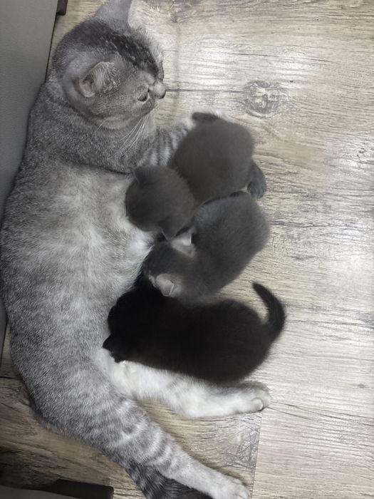 Мушукчалар сотилади