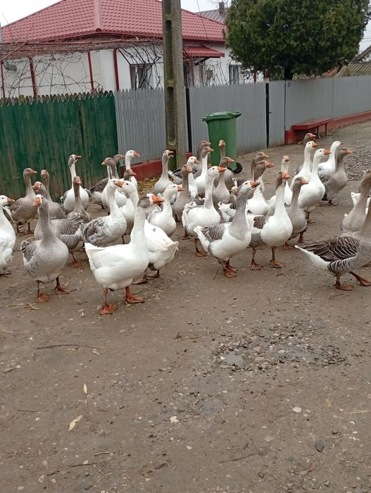 De vânzare gâște și gascani