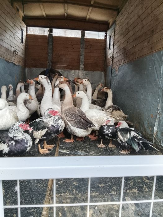 Қаздар.           .