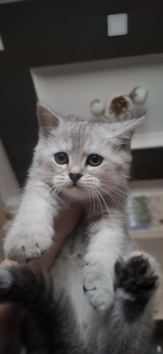 Котёнок на продажу