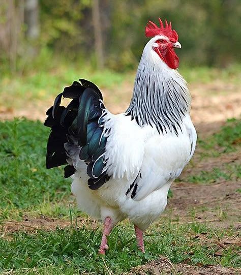 Адлерский товуқлар