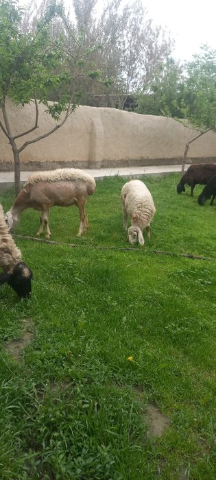 Шу она бола куйлар сотилади йиб ичишига гарантия соглом парода Афганис