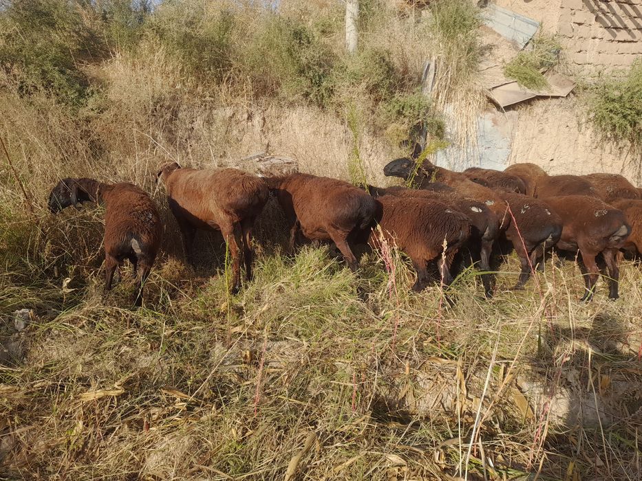 Зоттор хисори совлик куйлар
