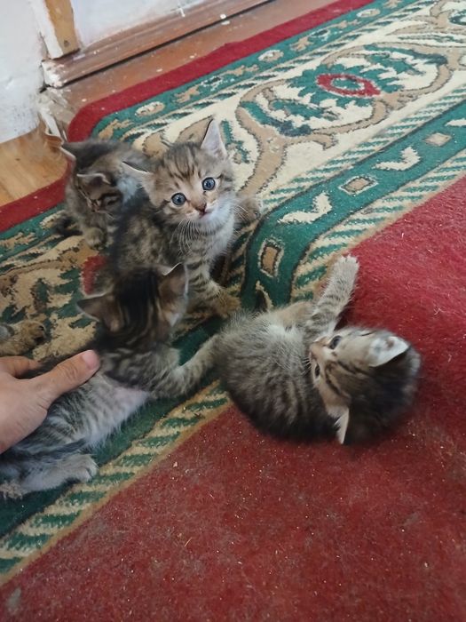 Котята в добрые руки
