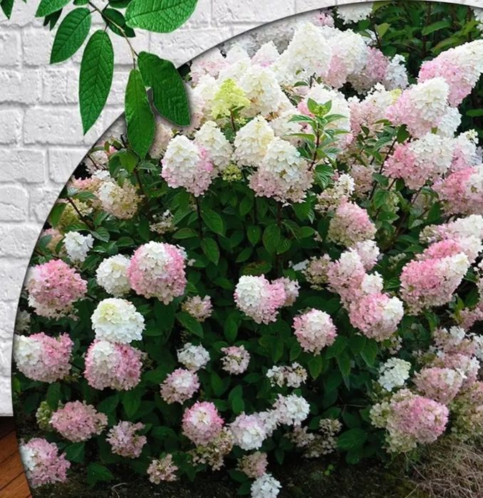 Гортензия метельчатая