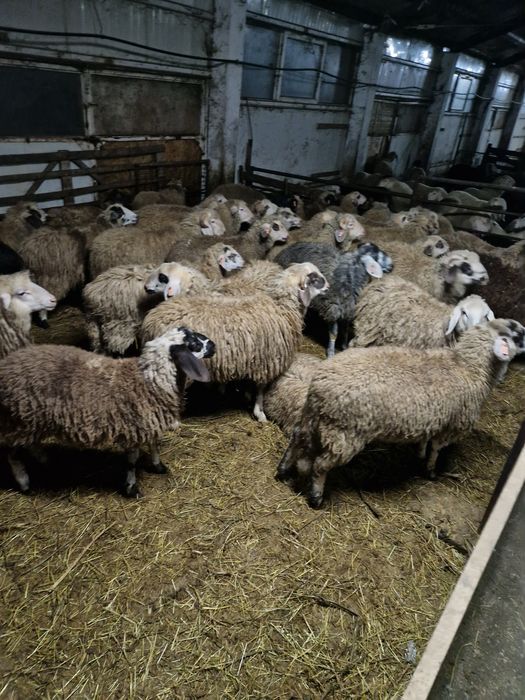 Berbecuți de vinzare