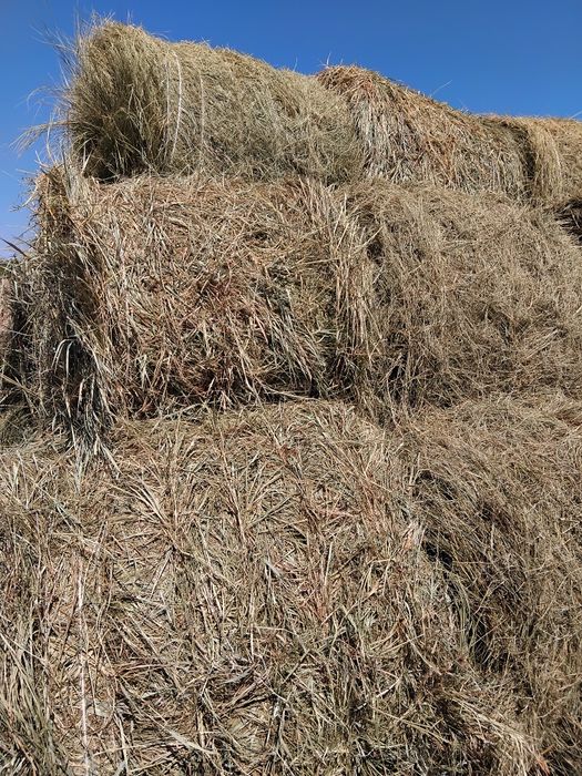 Продам Сено в рулонах разнотравя