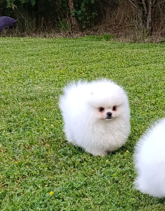 Pomeranian mascul mini toy