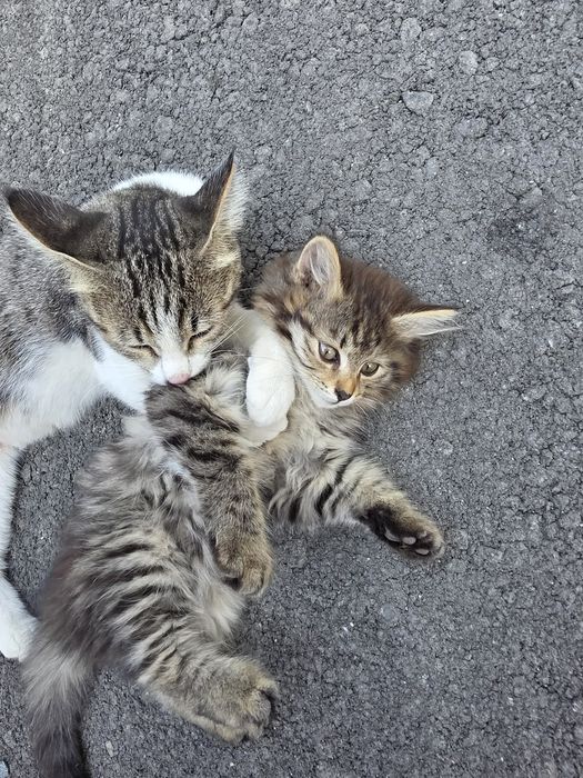 Отдам котенка в хорошие руки