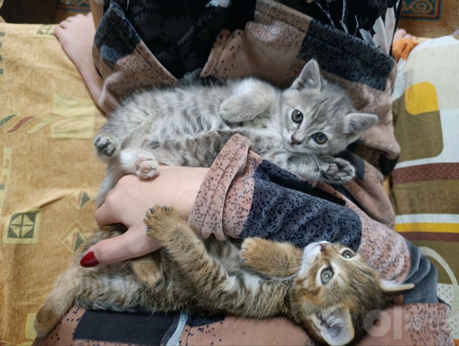 Котята даром в добрые руки Пишите в ТГ