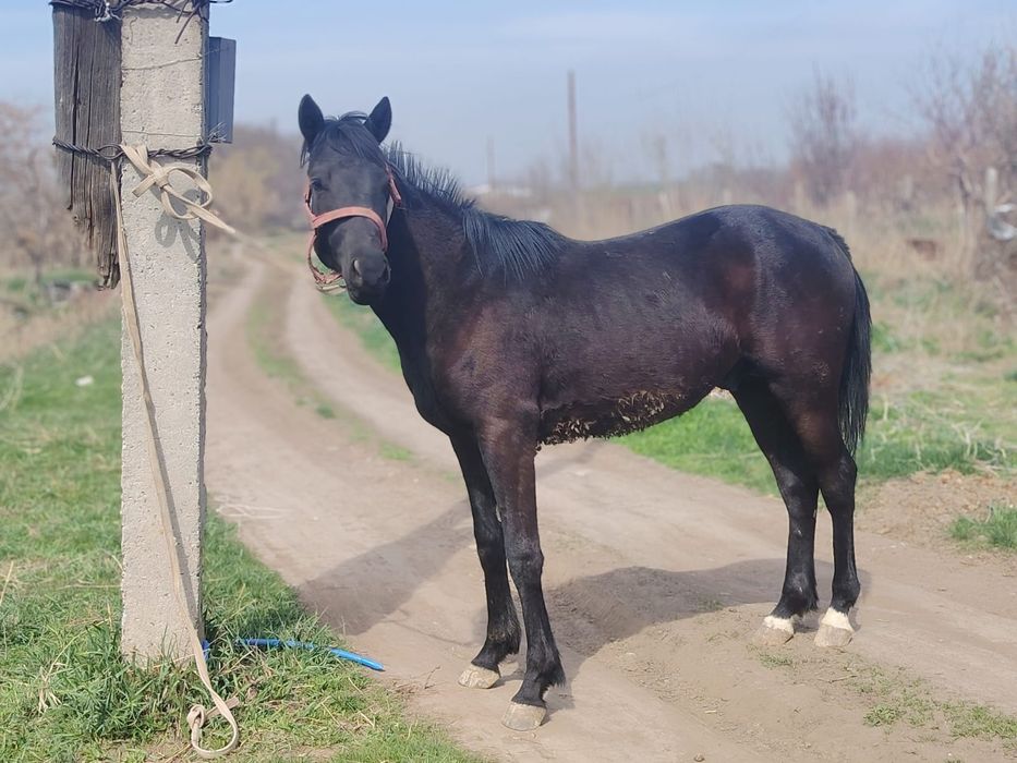 Продам кунанчика