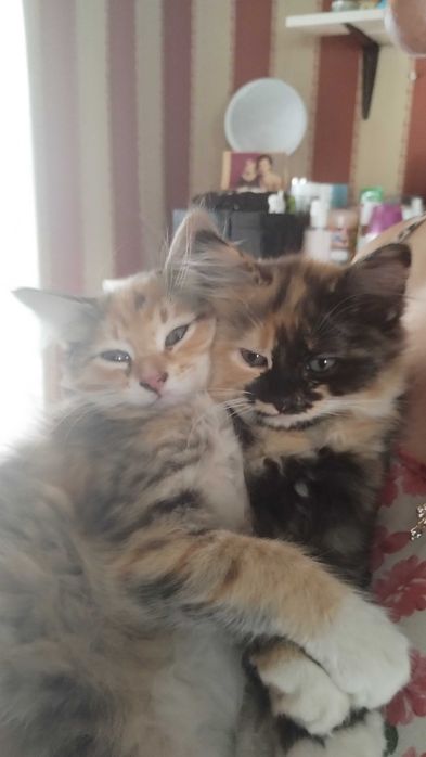 Отдам двух кошечек