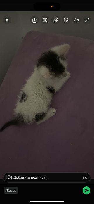 Котенок мальчик добрые руки