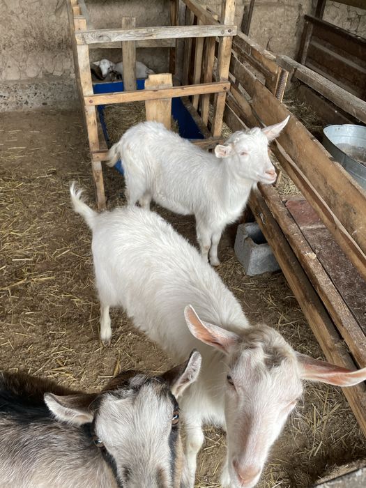 Орыс  алпиский ешкілер лағымен