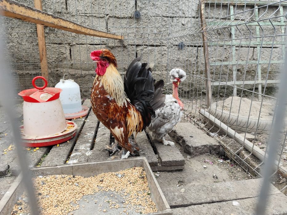 De vânzare găini pitice