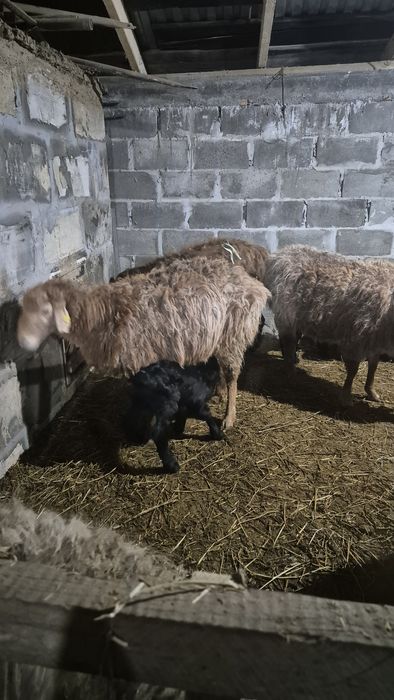 4 бас қозылы қой