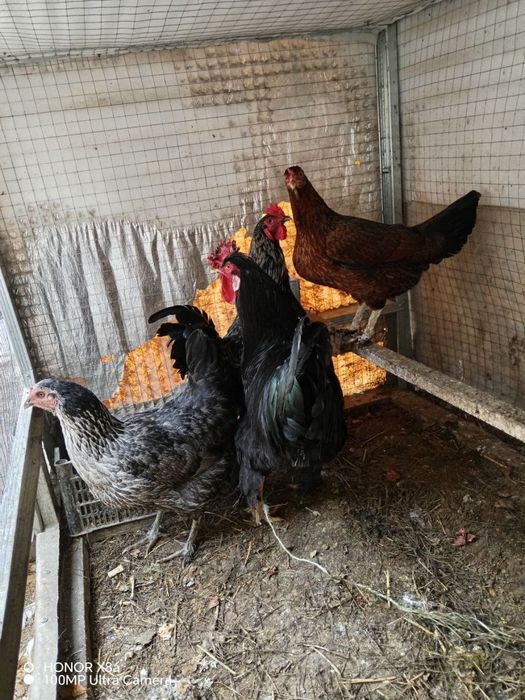 Брама хонаги мурго