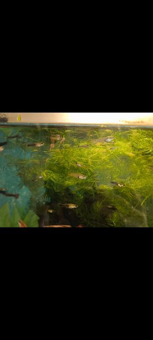 Аквариумные рыбки гуппи-малыши