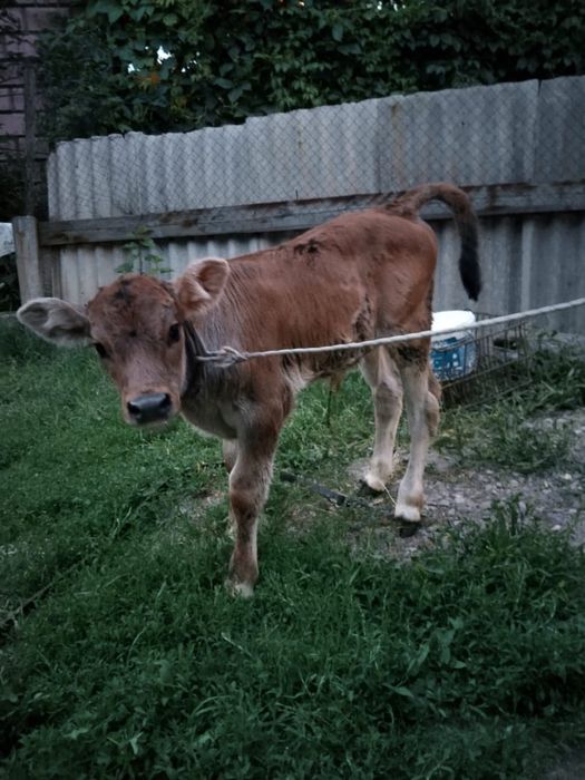 Продается первотёлка с телёнком