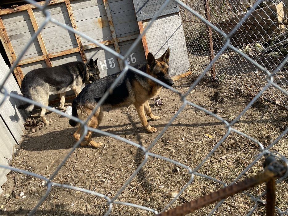 Немецкая овчарка с документами