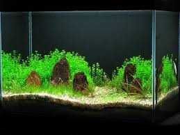 микрантемум малоцветковый микрантемоидес