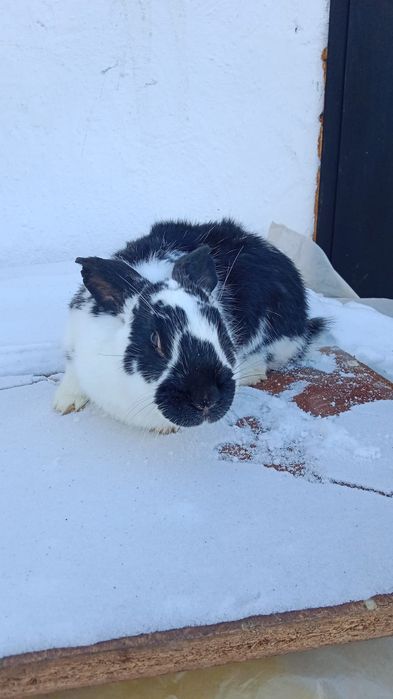 Продам 6-месячных кроликов